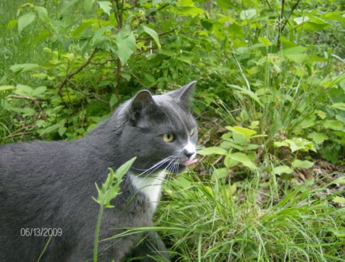 Picture of a cat / kitten / feline