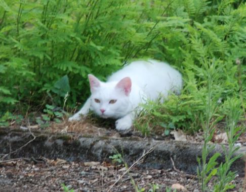 Picture of a cat / kitten / feline