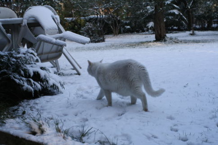 Picture of a cat / kitten / feline