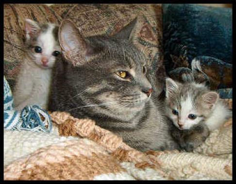 Picture of a cat / kitten / feline