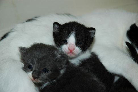 Picture of a cat / kitten / feline