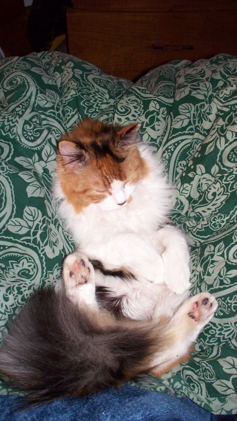 Picture of a cat / kitten / feline