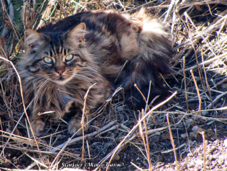 Picture of a cat / kitten / feline