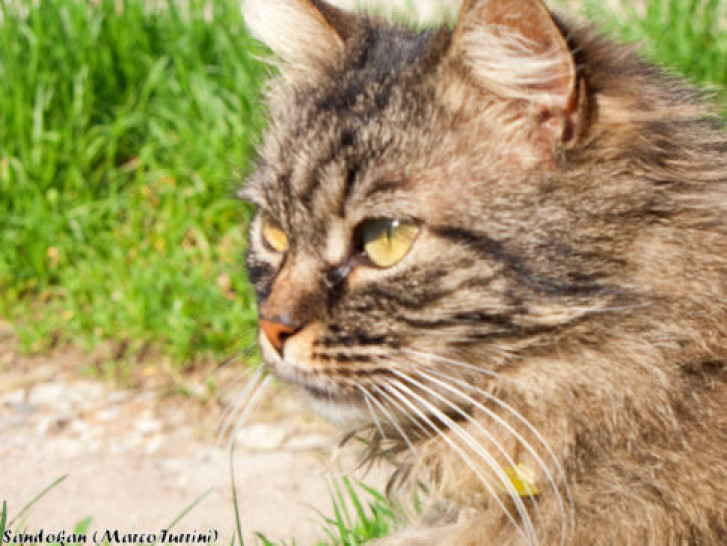 Picture of a cat / kitten / feline