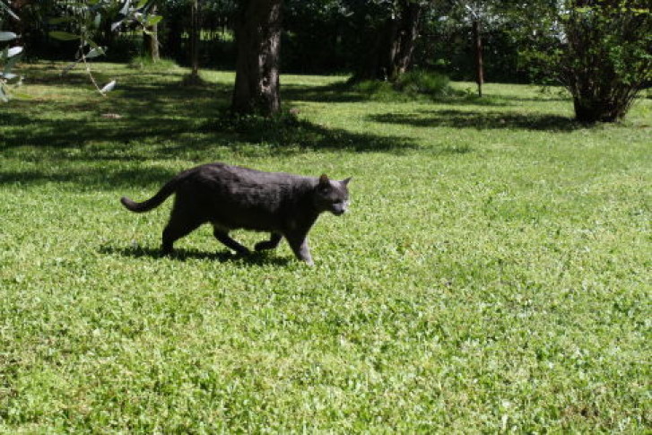 Picture of a cat / kitten / feline