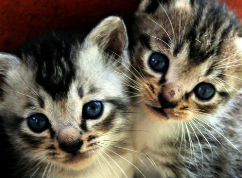 Picture of a cat / kitten / feline