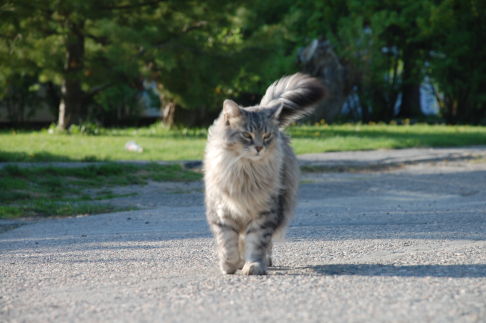 Picture of a cat / kitten / feline