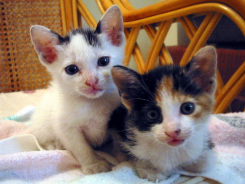 Picture of a cat / kitten / feline