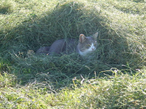 Picture of a cat / kitten / feline