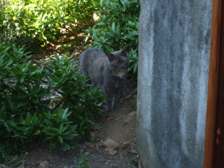 Picture of a cat / kitten / feline