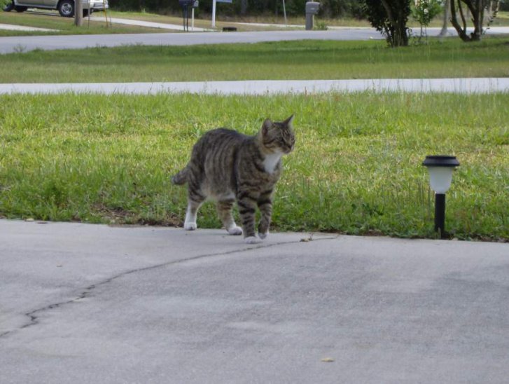 Picture of a cat / kitten / feline