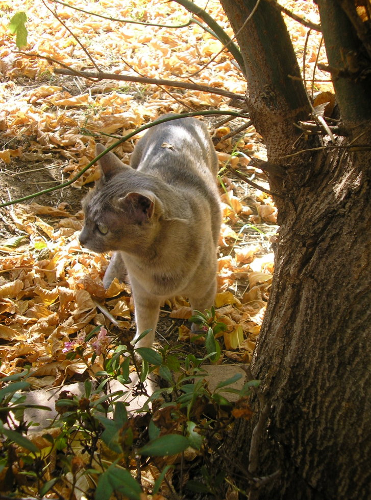 Picture of a cat / kitten / feline