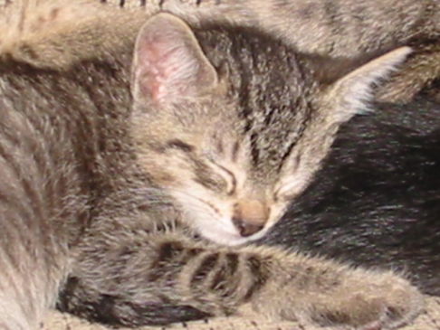 Picture of a cat / kitten / feline