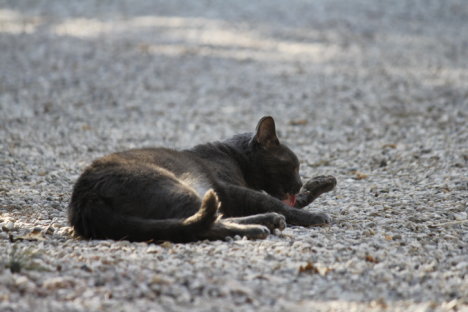 Picture of a cat / kitten / feline