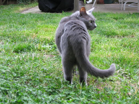 Picture of a cat / kitten / feline