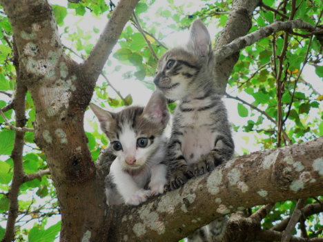 Picture of a cat / kitten / feline