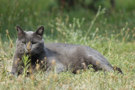 Picture of a cat / kitten / feline