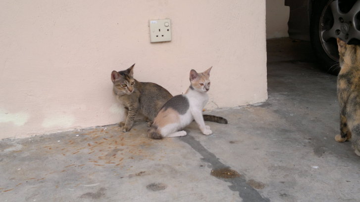 Picture of a cat / kitten / feline