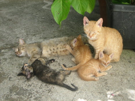 Picture of a cat / kitten / feline