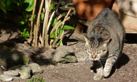 Picture of a cat / kitten / feline