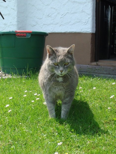 Picture of a cat / kitten / feline