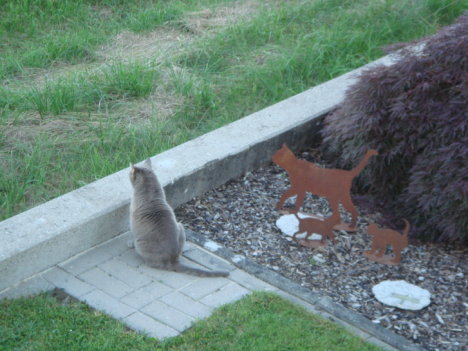 Picture of a cat / kitten / feline