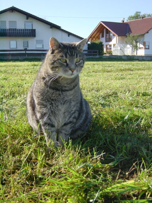 Picture of a cat / kitten / feline