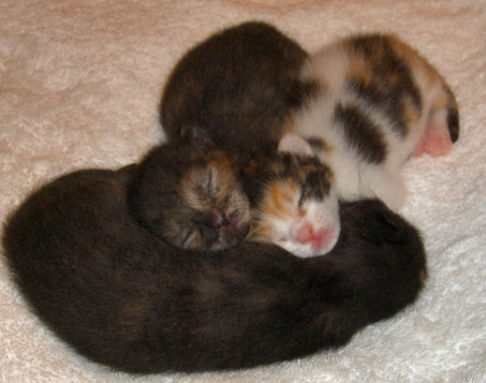 Picture of a cat / kitten / feline