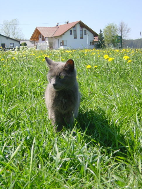 Picture of a cat / kitten / feline