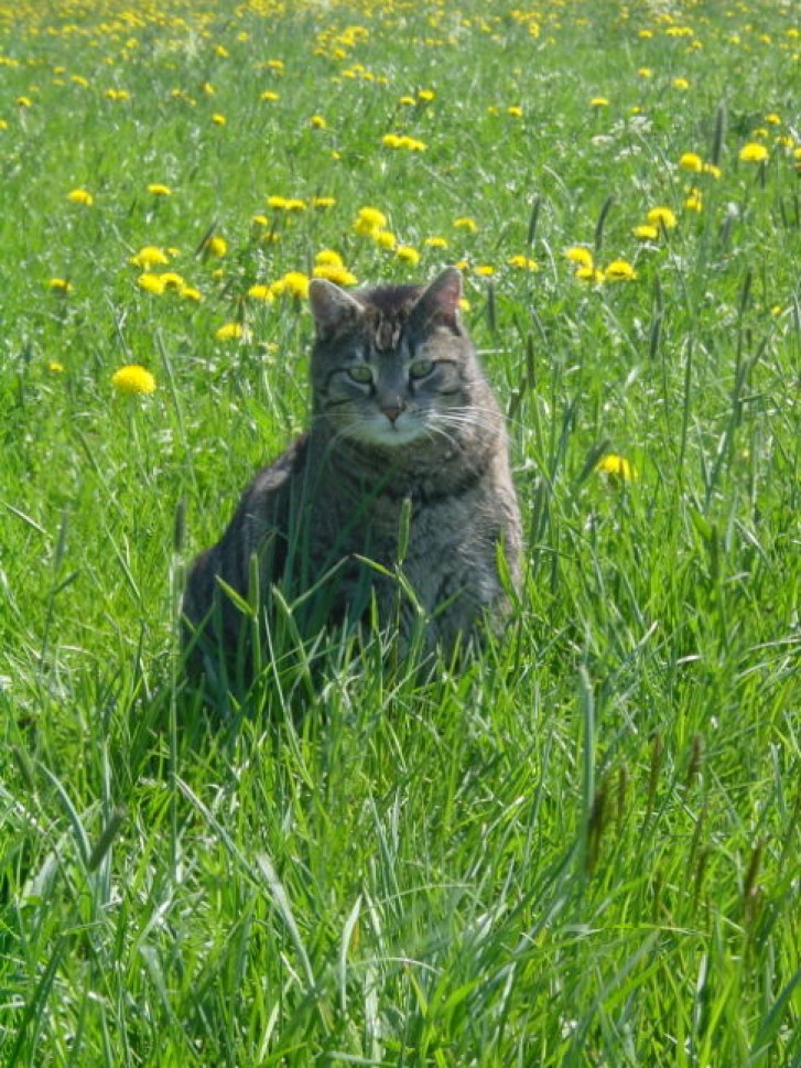 Picture of a cat / kitten / feline