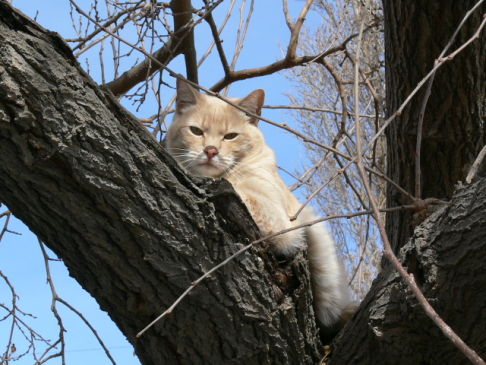 Picture of a cat / kitten / feline