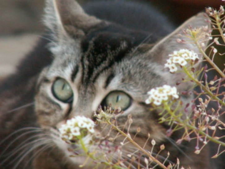 Picture of a cat / kitten / feline