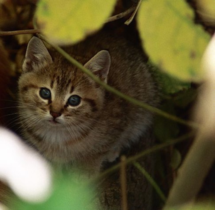 Picture of a cat / kitten / feline