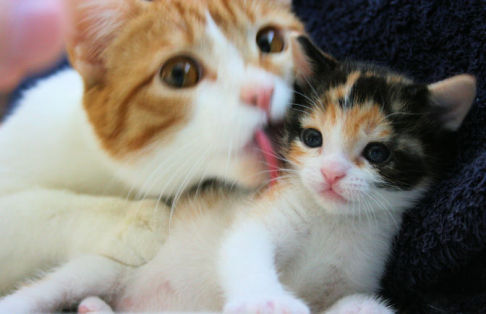 Picture of a cat / kitten / feline