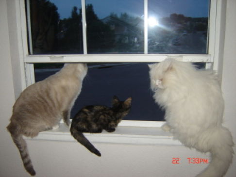 Picture of a cat / kitten / feline