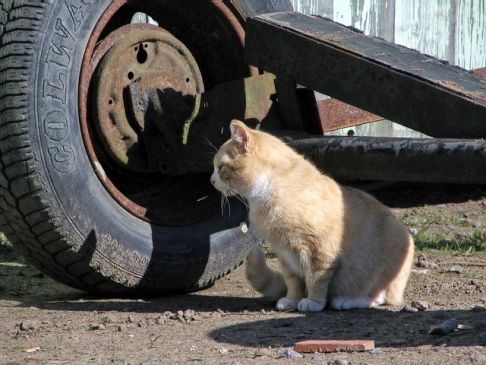 Picture of a cat / kitten / feline