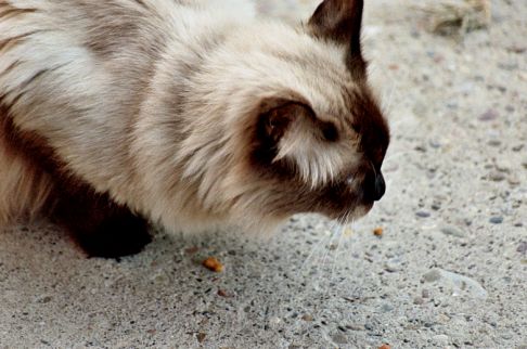 Picture of a cat / kitten / feline