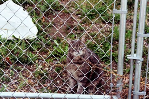 Picture of a cat / kitten / feline