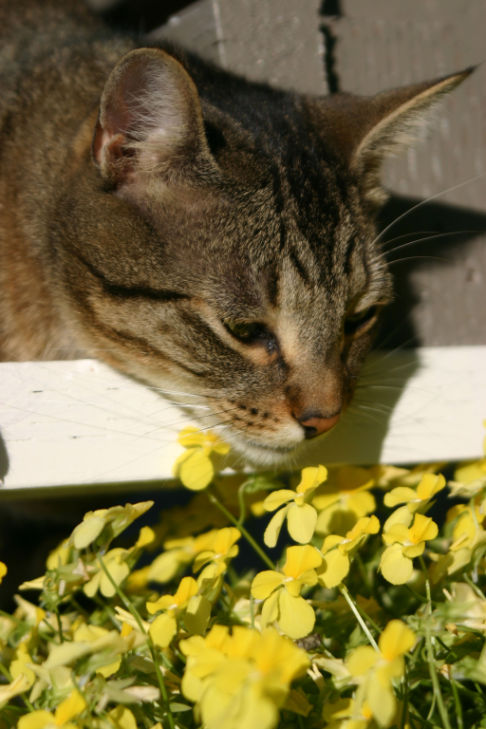 Picture of a cat / kitten / feline