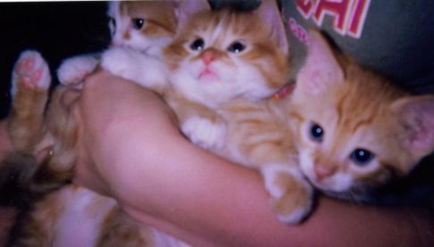 Picture of a cat / kitten / feline