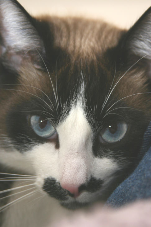 Picture of a cat / kitten / feline