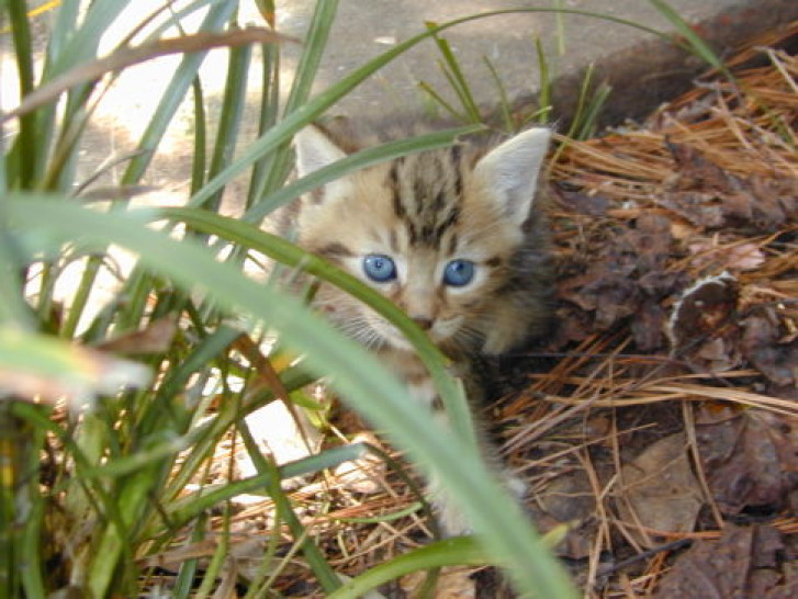 Picture of a cat / kitten / feline