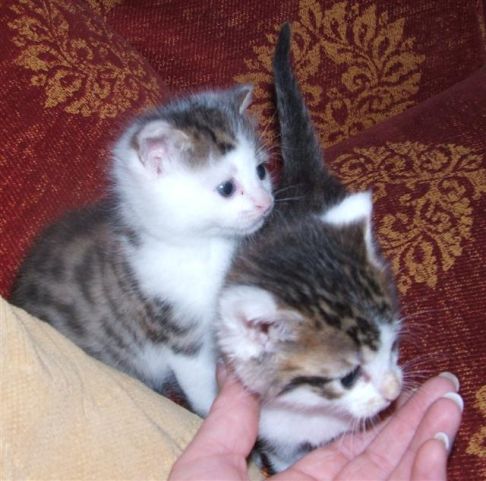 Picture of a cat / kitten / feline