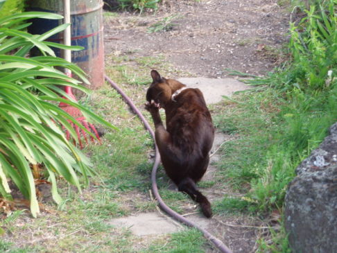 Picture of a cat / kitten / feline