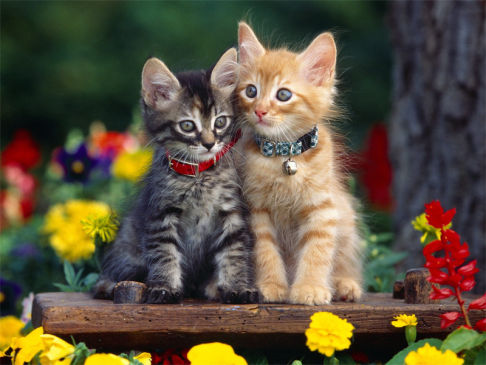 Picture of a cat / kitten / feline