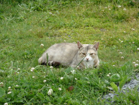 Picture of a cat / kitten / feline