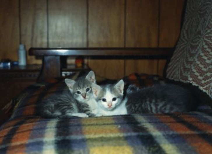 Picture of a cat / kitten / feline