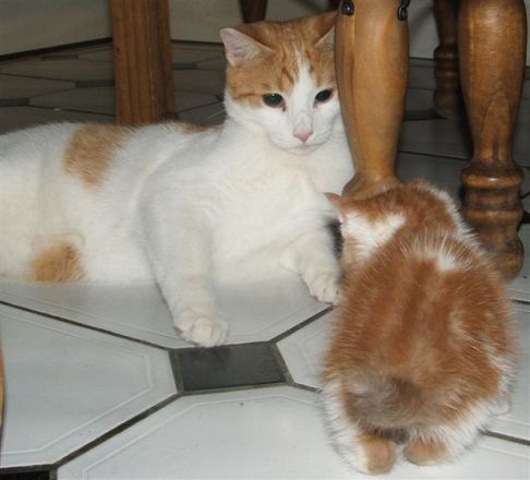 Picture of a cat / kitten / feline