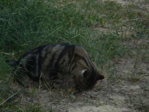 Picture of a cat / kitten / feline