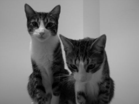 Picture of a cat / kitten / feline